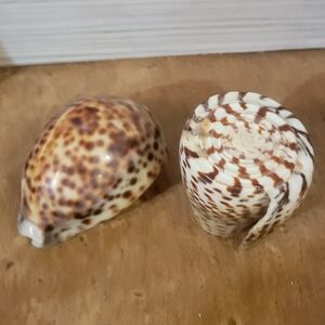 2 Polished Tiger Cowrie Shell & South African Turban Seashell